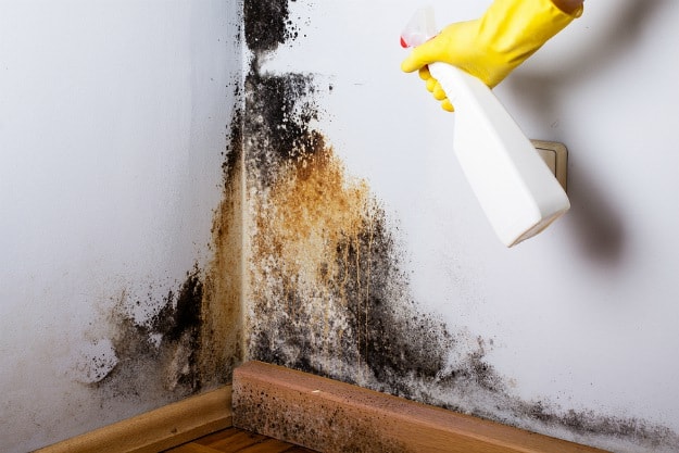 How to Remove a Mold Energetic Removal Service