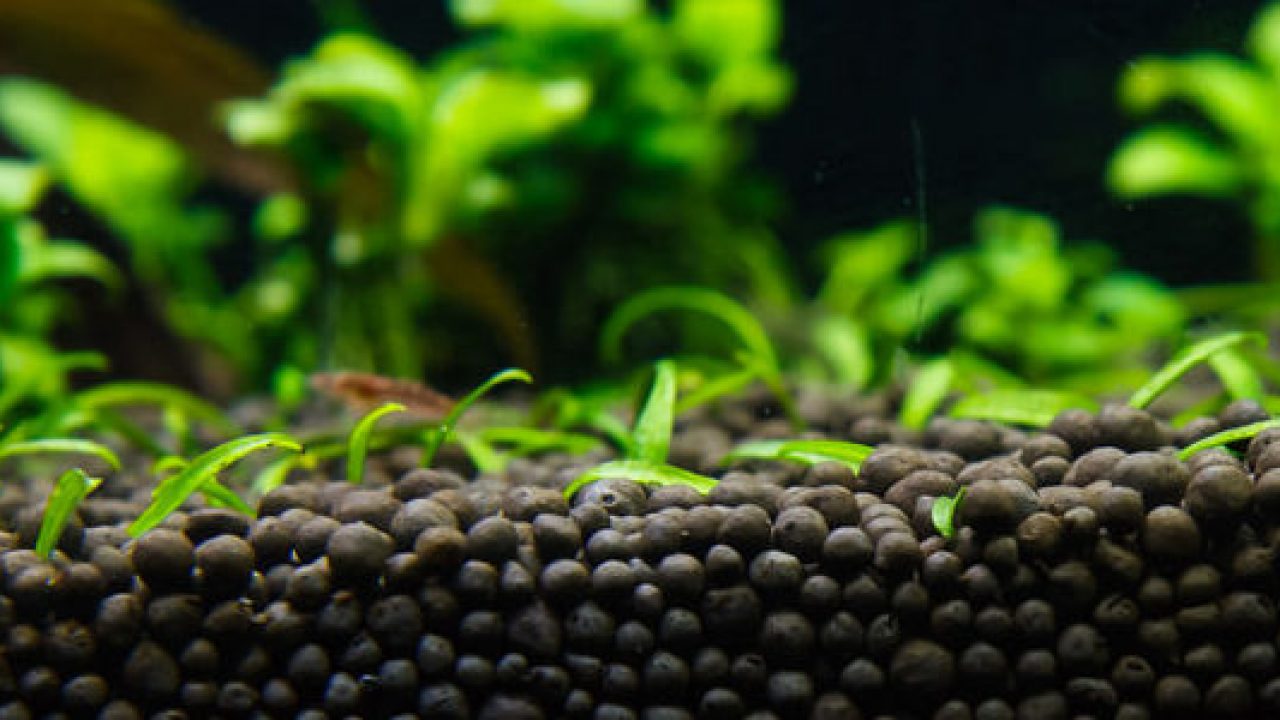 aquarium plant