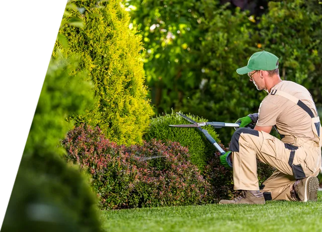 How to Choose the Right Tree Removal Company for Your Needs