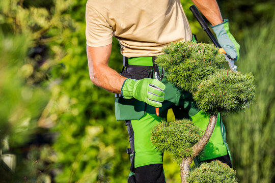 https://poncetreeservices.com/cost-of-an-arborist-in-dallas/