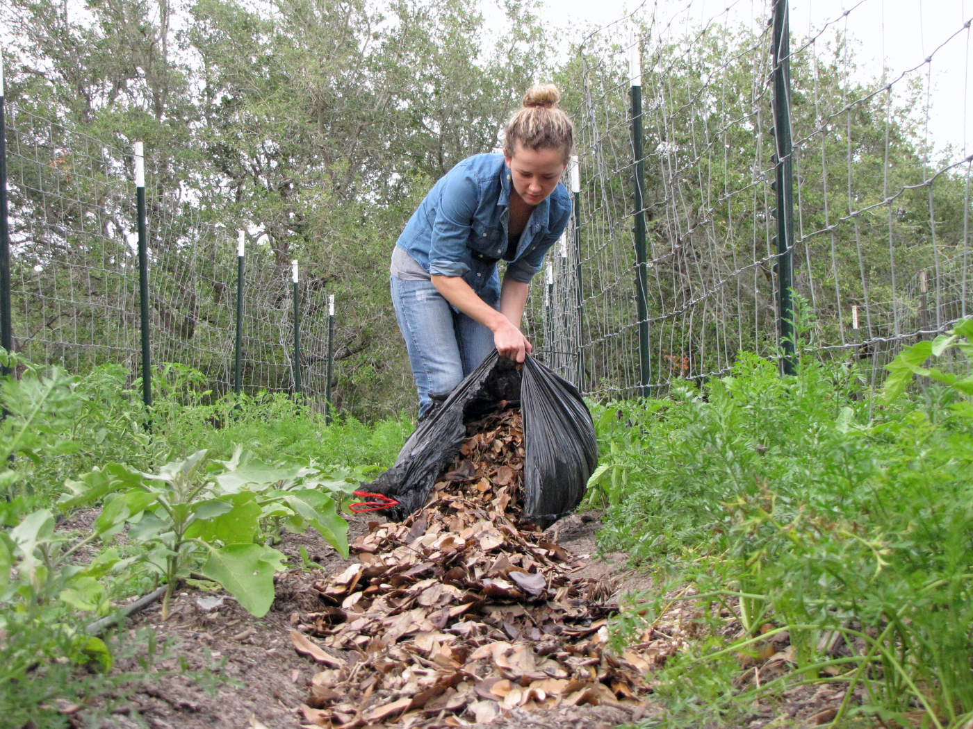 Enhancing Garden through the Proper Application of Mulch